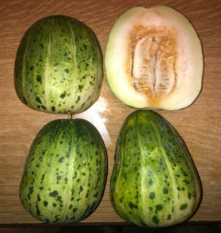 Kínai zöldcsíkos sárgadinnye, Cucumis melo, dinnye, sárgadinnye